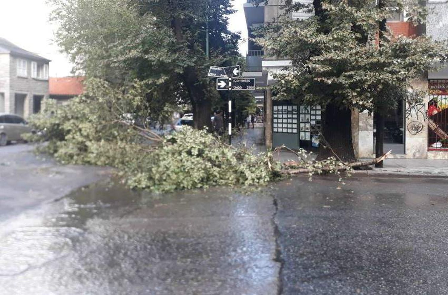 Tormenta: más de 30 árboles caídos y 10 barrios con problemas de luz