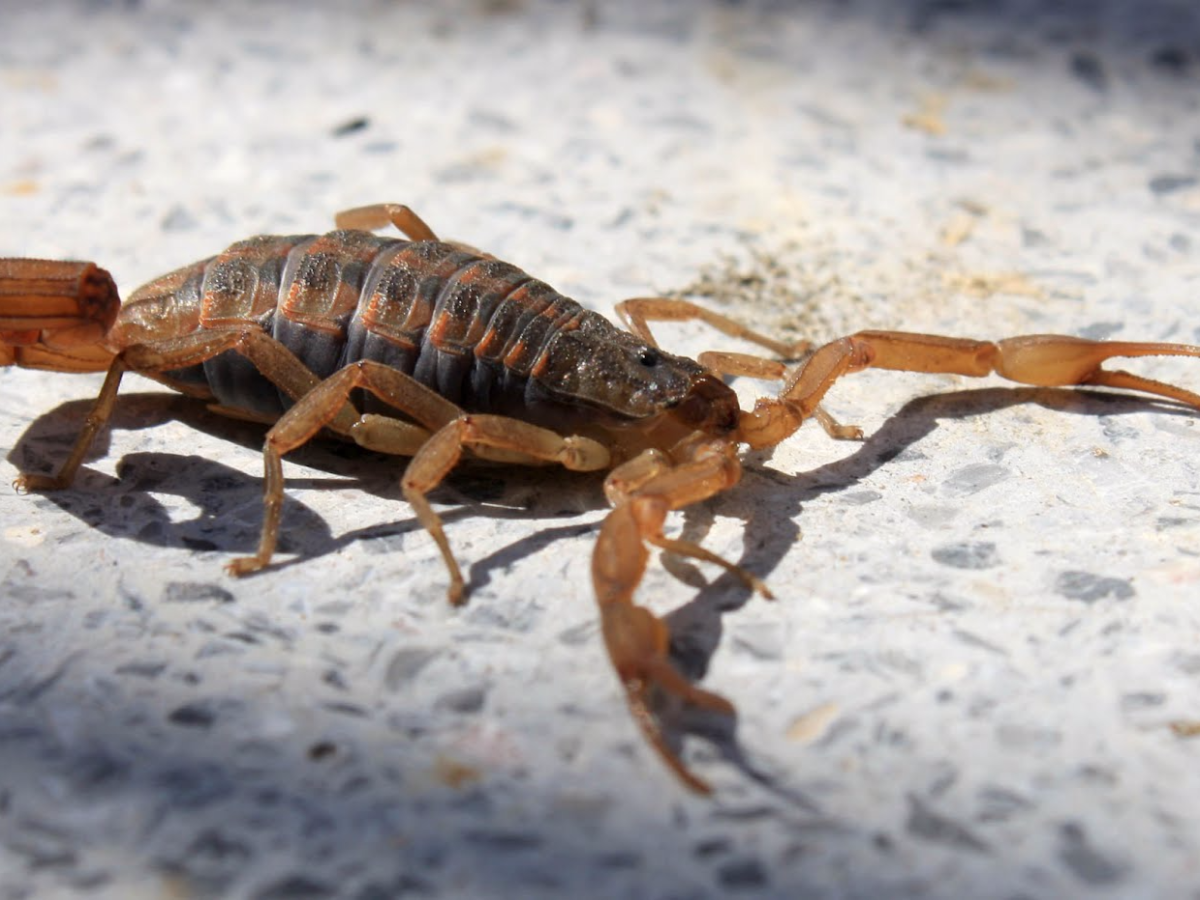 Combatir las cucarachas grandes, el principal alimento de los alacranes