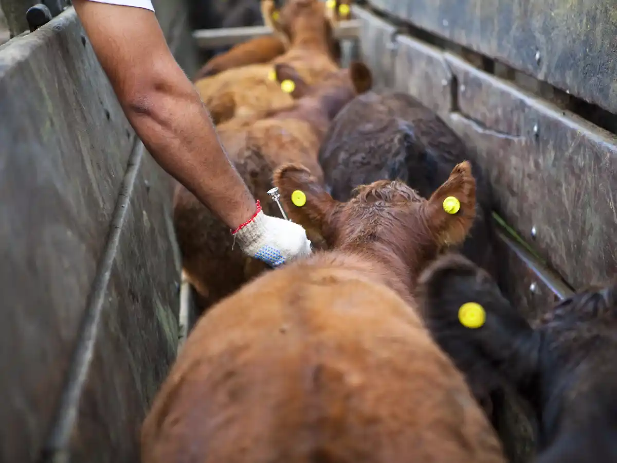 Aftosa: en Córdoba la vacunación creció un 5%      