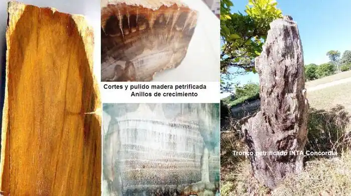 Madera petrificada: no solo en la Patagonia