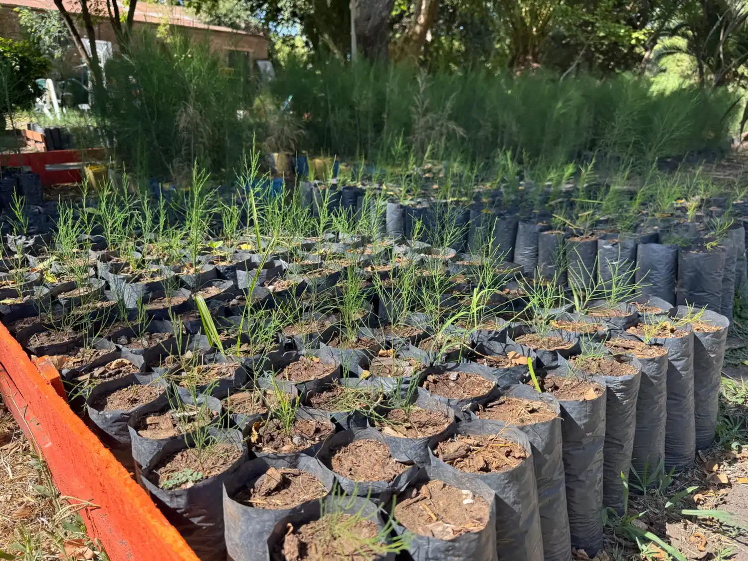 vivero departamental