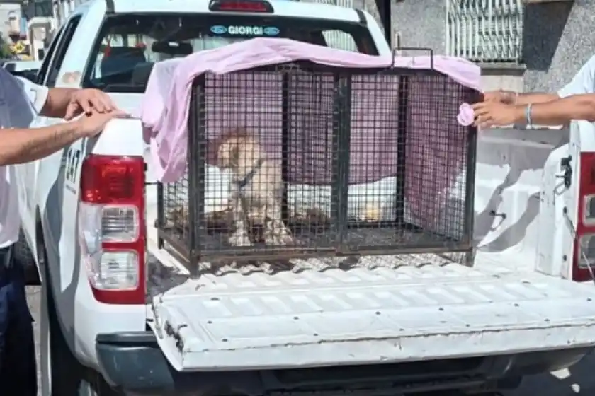 Zona sur: rescataron a una mascota en mal estado que vivía atada