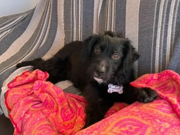 Rescataron a un perrita abandonada con problemas de salud en la zona sur que logró ser adoptada