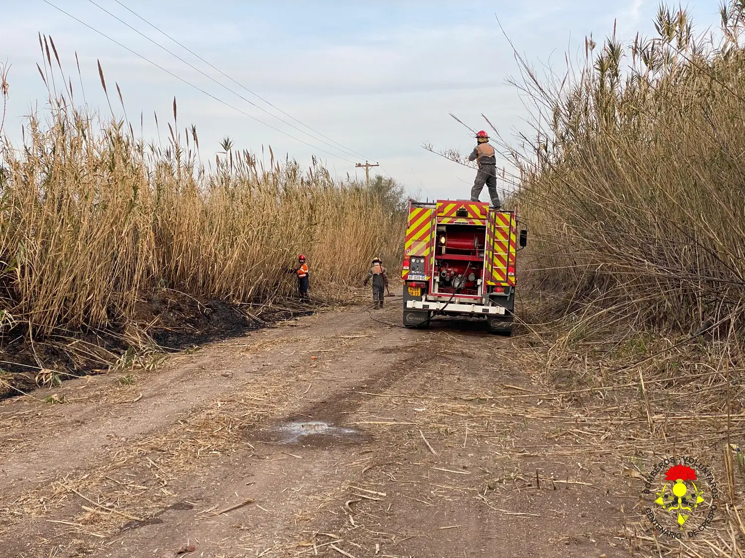 Incendio de cañaveral moviliza a Bomberos Voluntarios