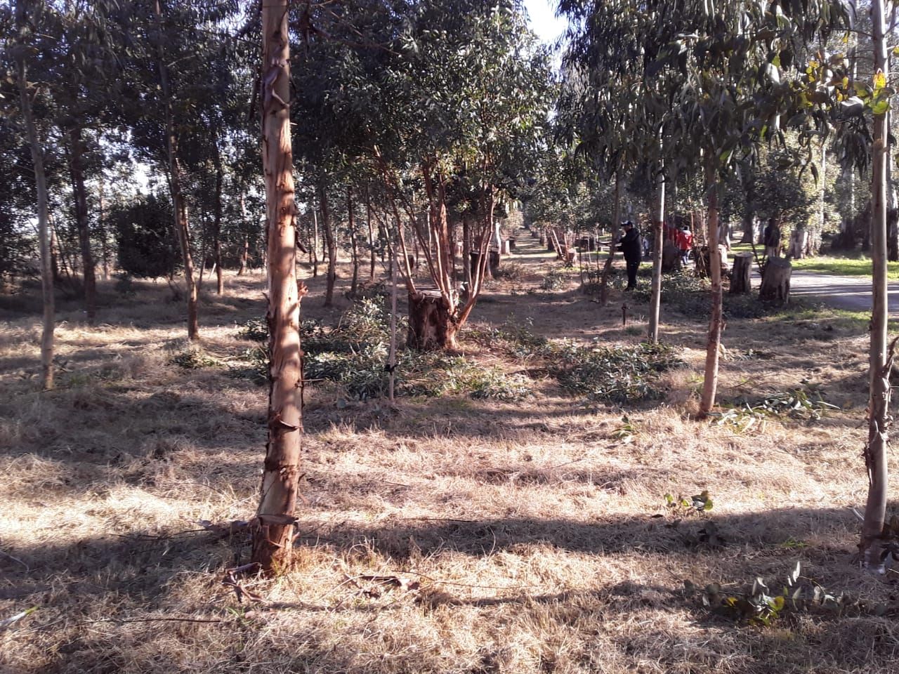 Se realizan trabajos de embellecimiento en el Parque Cabañas