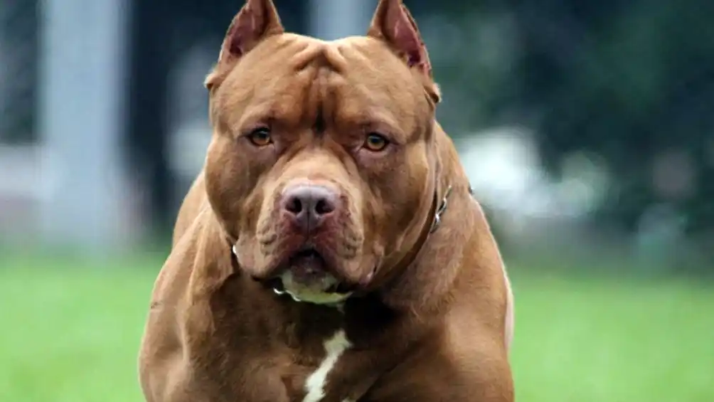 Un pitbull mató a otro perro, causó destrozos en una casa y lo mataron