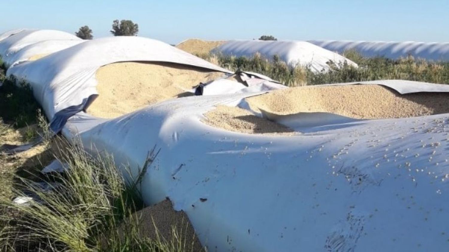 Villa Cañás: roban soja de un campo y desguazan una camioneta