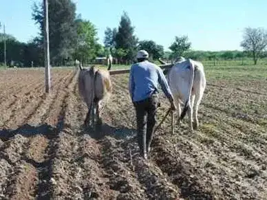 Explican la importancia de por qué no realizar
la venta privada de predios rurales fiscales