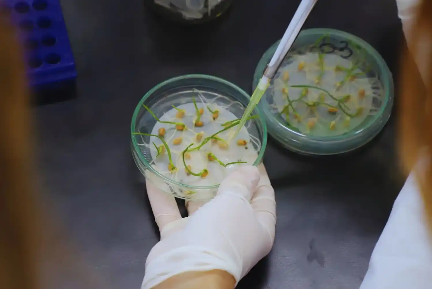 El tamaño sí importa: el INTA busca aumentar el grano de trigo