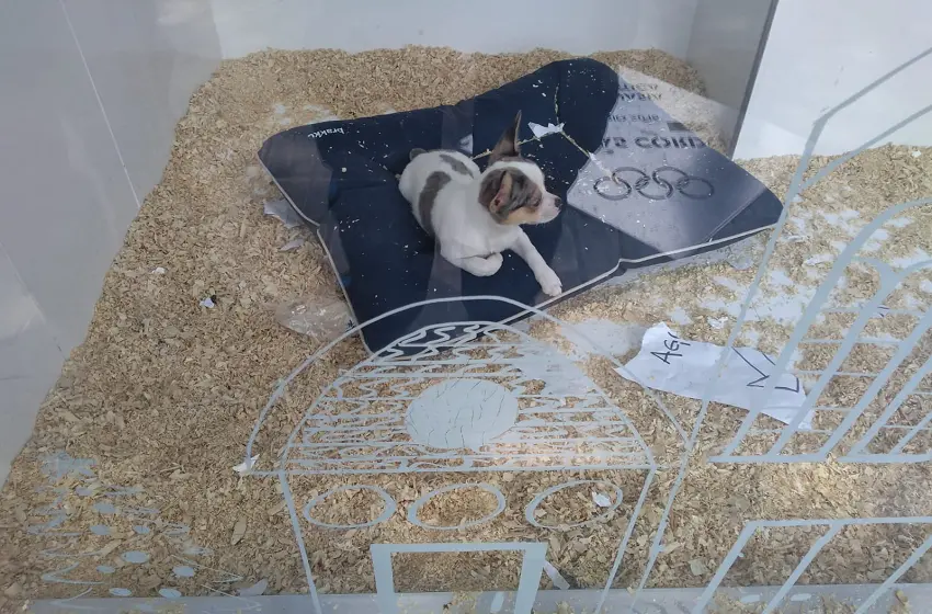 Rescataron a un cachorrito que estaba expuesto al sol en una veterinaria de calle Pellegrini