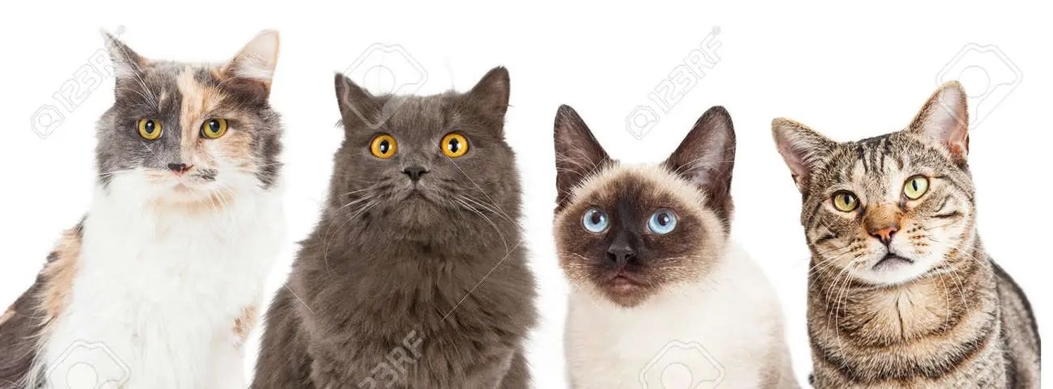 EL PODCAST DE MARCOS: Felinos