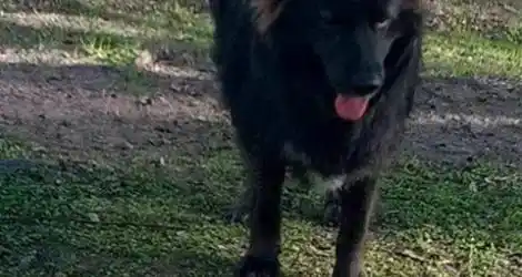 Mascota Pérdida