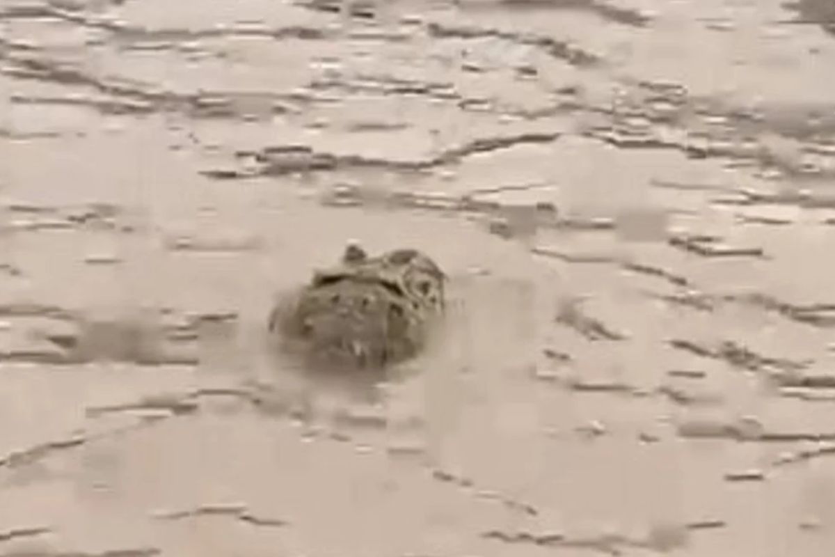 Captura de video