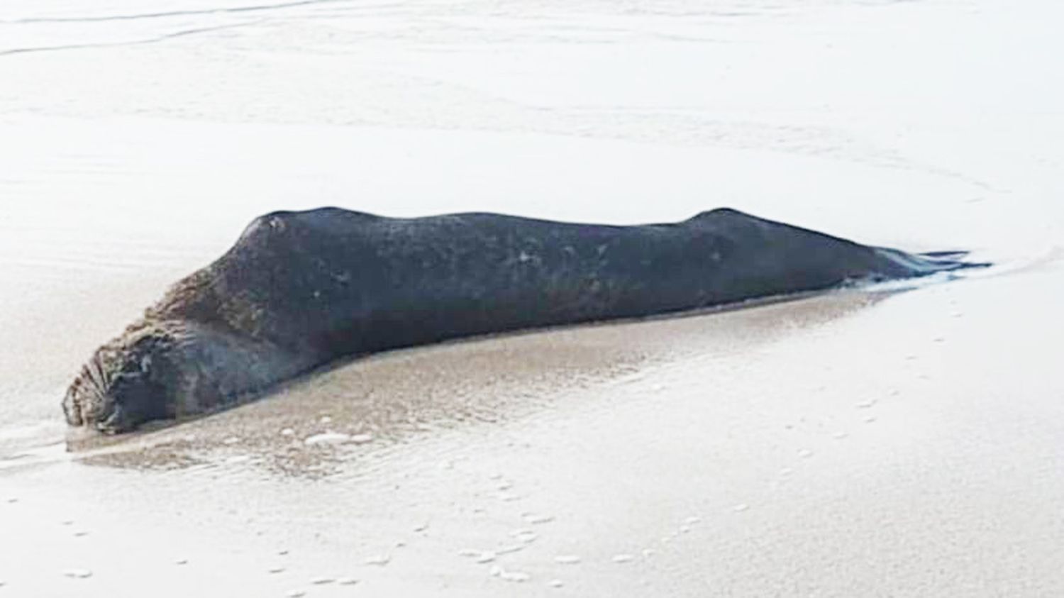 Apareció un lobo marino muerto en Villa Gesell