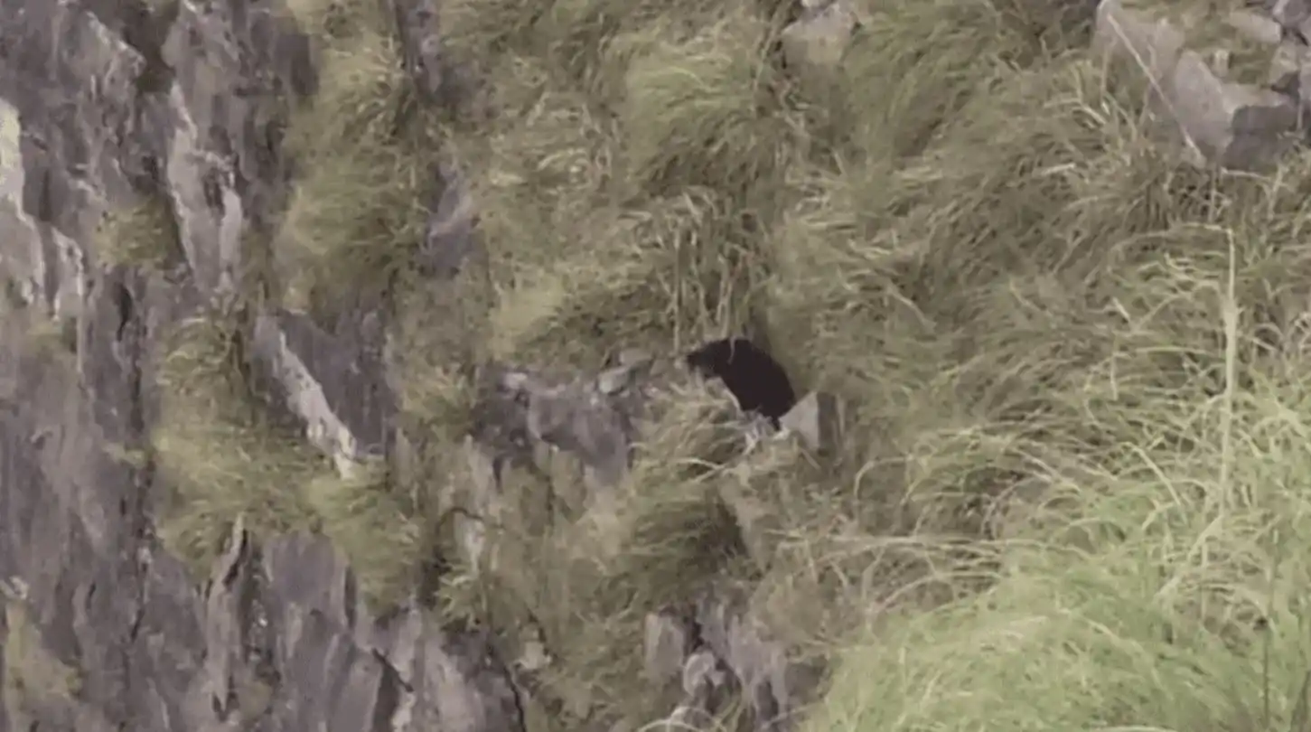 Después de tres horas, los bomberos rescataron a un perro que había quedado atrapado en un precipicio