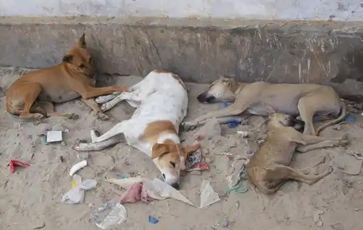 Florencio Varela: Coreano mataba perros y vendía la carne a restaurantes
