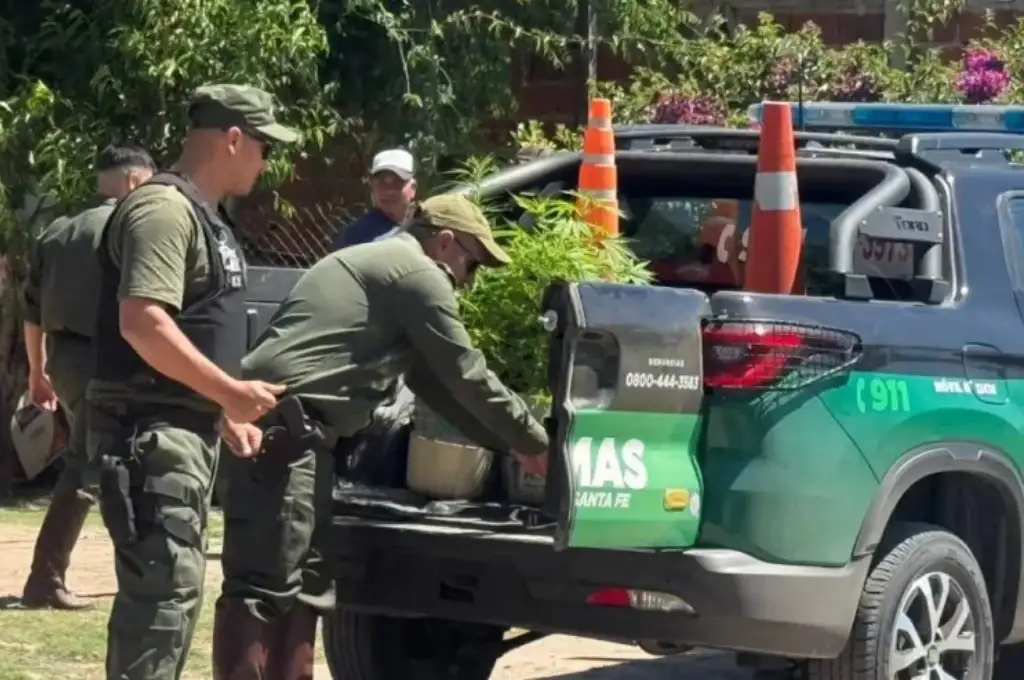 Los Pumas secuestraron plantas de marihuana en el domicilio de dos de los sospechosos.