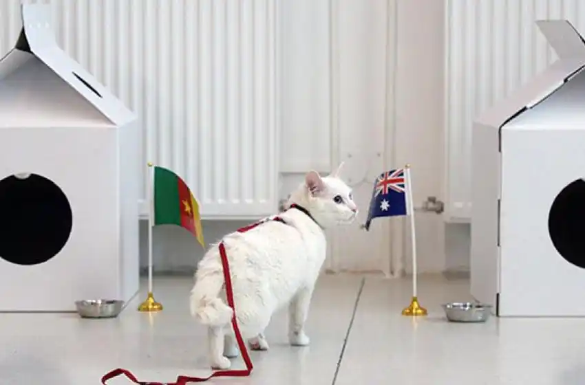 El gato Aquiles, el oráculo del Mundial de Rusia