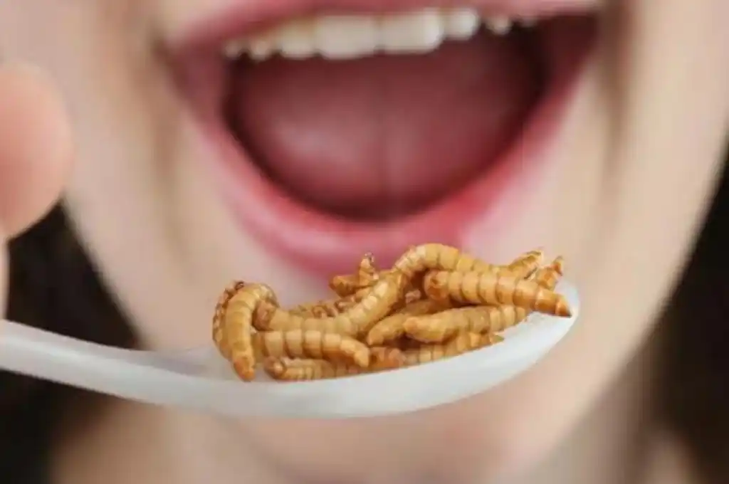 La Unión Europea autorizó dos insectos para consumo humano: ¿cuáles son?
