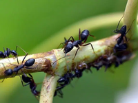 Cuál es el repelente natural que ahuyenta insectos y roedores en casa