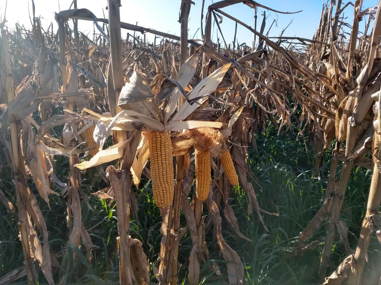 El maíz tardío se ganó un lugar en el sur bonaerense