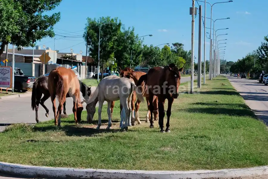 Caballos sueltos en Avenida Italia al 2200