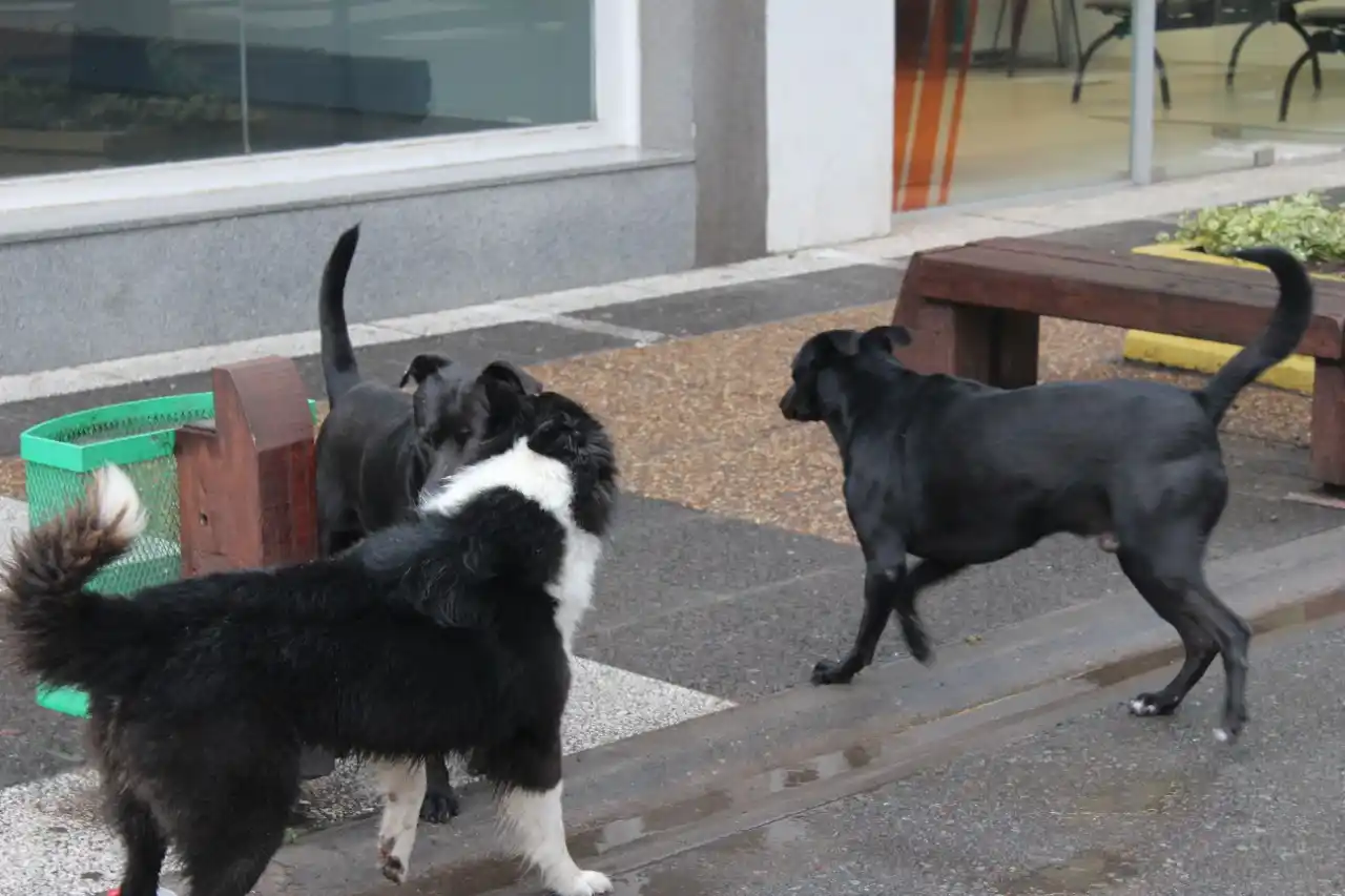 Presentaron un proyecto para regular la castración de perros en Gualeguaychú