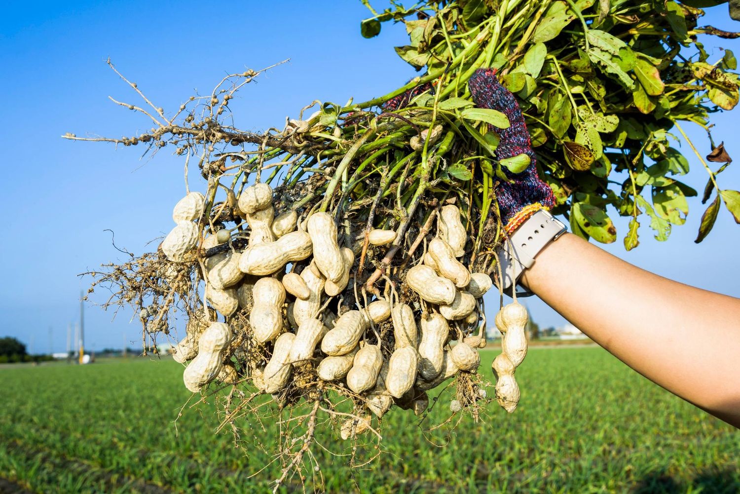 Esta iniciativa permite integrar la producción a campo con el proceso industrial y el uso de la tecnología de punta.