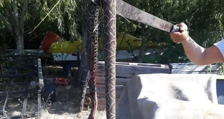 Encontraron una yarará en Las Canaletas: “Estaba a punto de cruzar la calle”