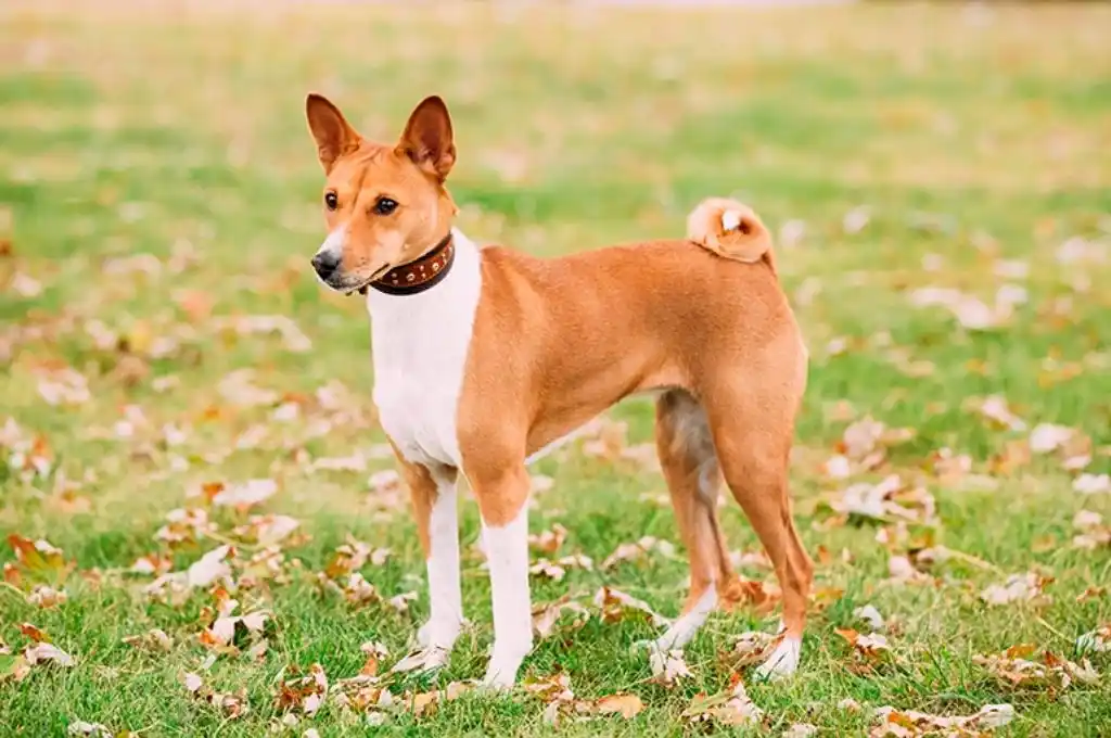 Basenji, la raza africana de perro que no ladra