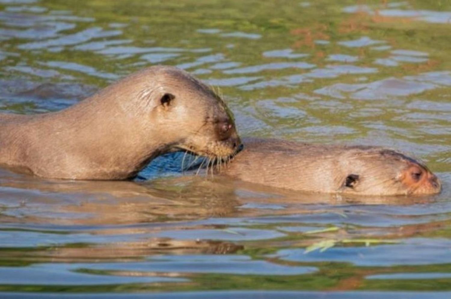 Nacieron en Iberá tres ejemplares de nutria gigante que se consideraban extinguidos