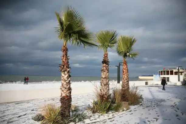 REÍR O LLORAR, ladrón se esconde en una palmera (+video)