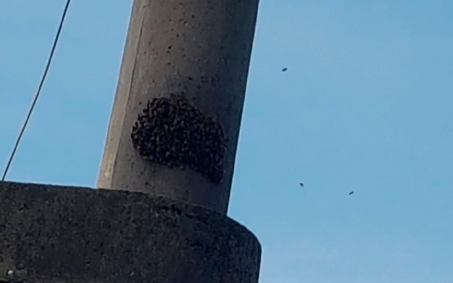 Reporte ciudadano: “Lleno de abejas en La Laguna y Petrona Simonino”