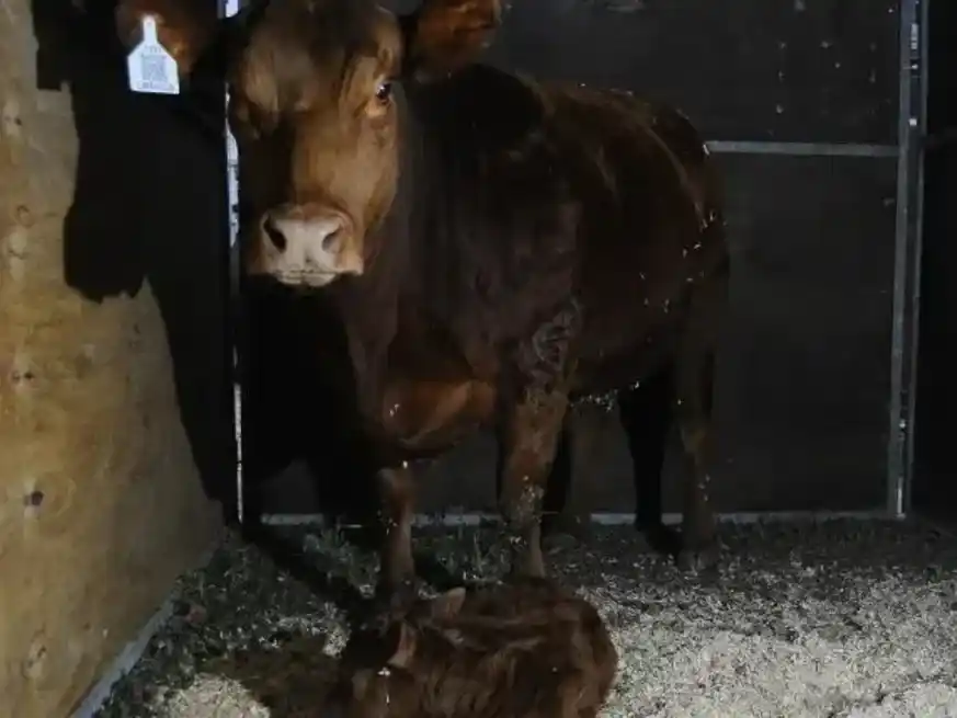 La tercera jornada de la Expo Rural tuvo un color diferente: Limangus se llevó la cucarda al primer nacimiento de la muestra, la ternera "Lionela".