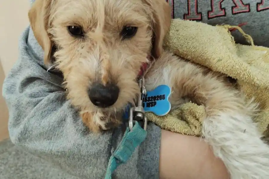 Castraciones en tu barrio: ¿en qué sector se realizan?