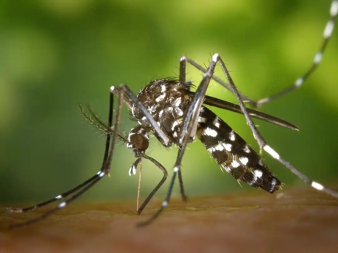 Mosquitos llegan por primera vez a Islandia