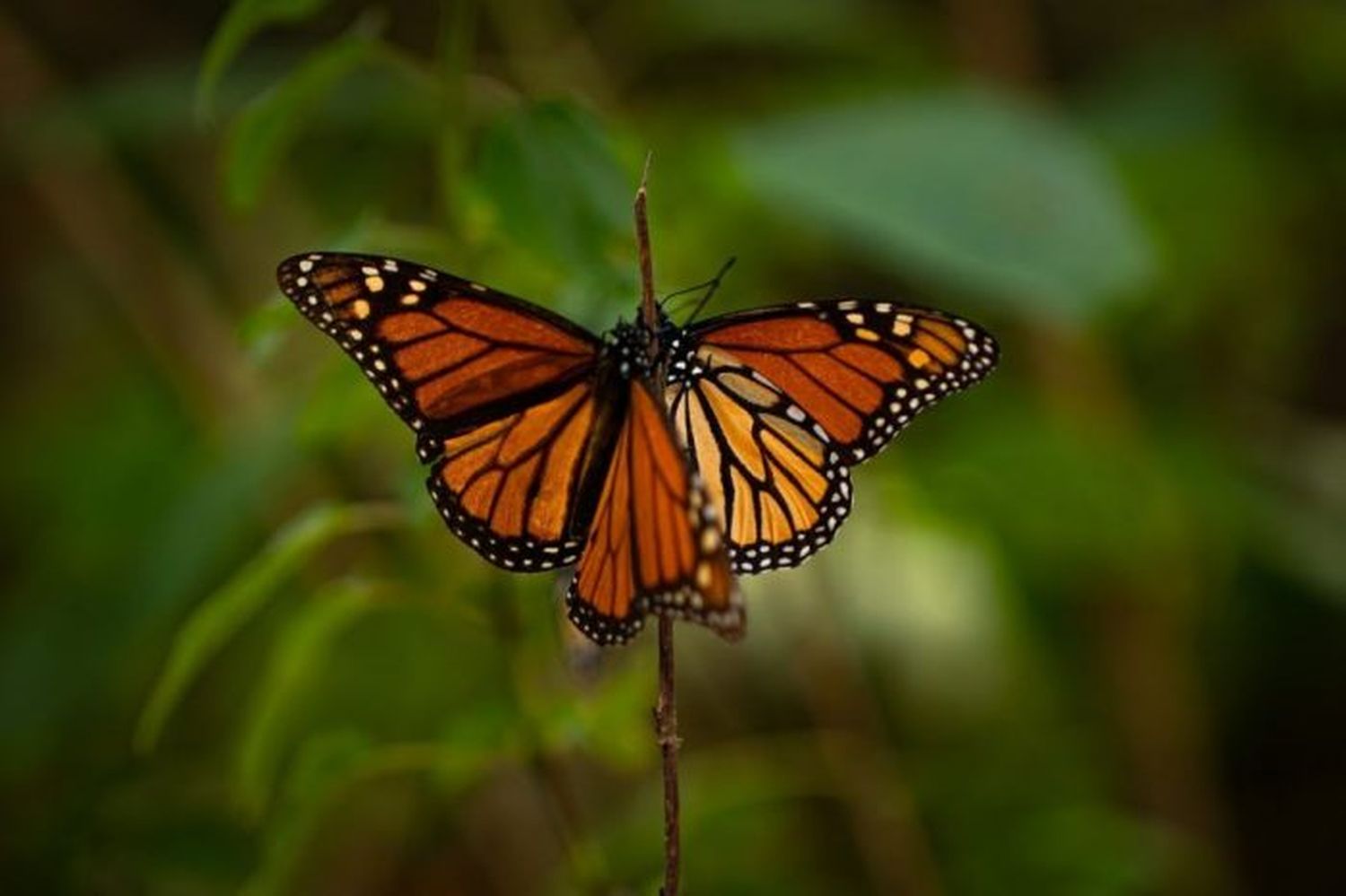 Mariposas, luciérnagas y abejas, los insectos más amenazados del país