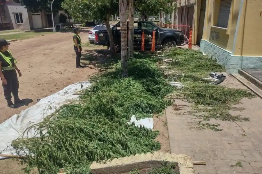 Curioso hallazgo: encontraron gran cantidad plantas de marihuana abandonadas en plena calle