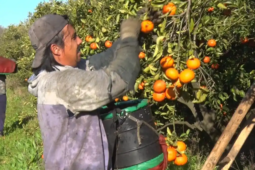 Rusia es el mayor comprador del citrus que se exporta