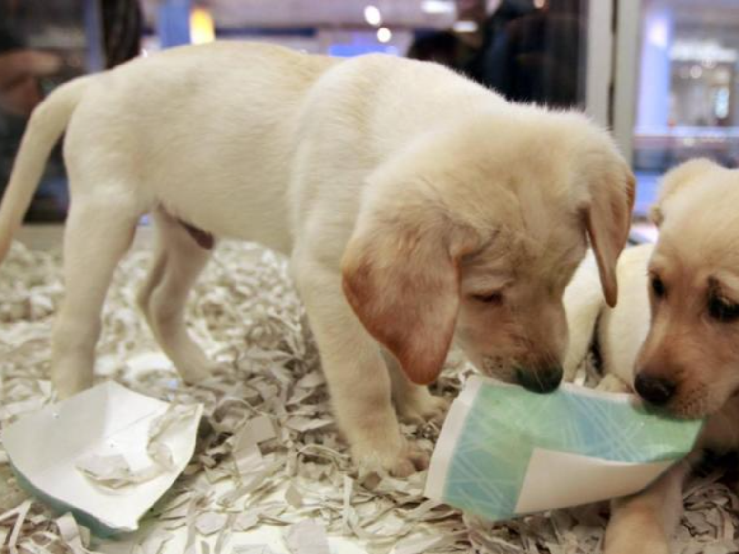 Prohíben en Francia la venta de perros y gatos en las tiendas de animales a partir de 2024