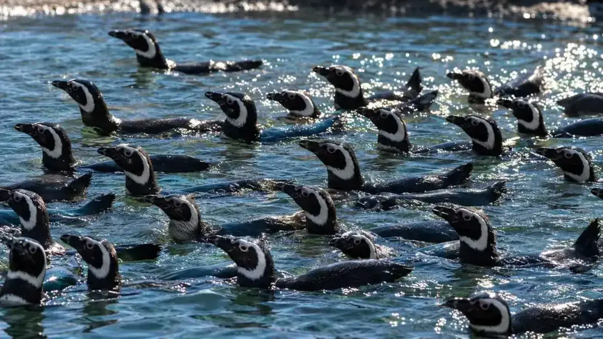 El Aquarium de Mar del Plata vendió sus últimos pingüinos y cerrará sus puertas - 2