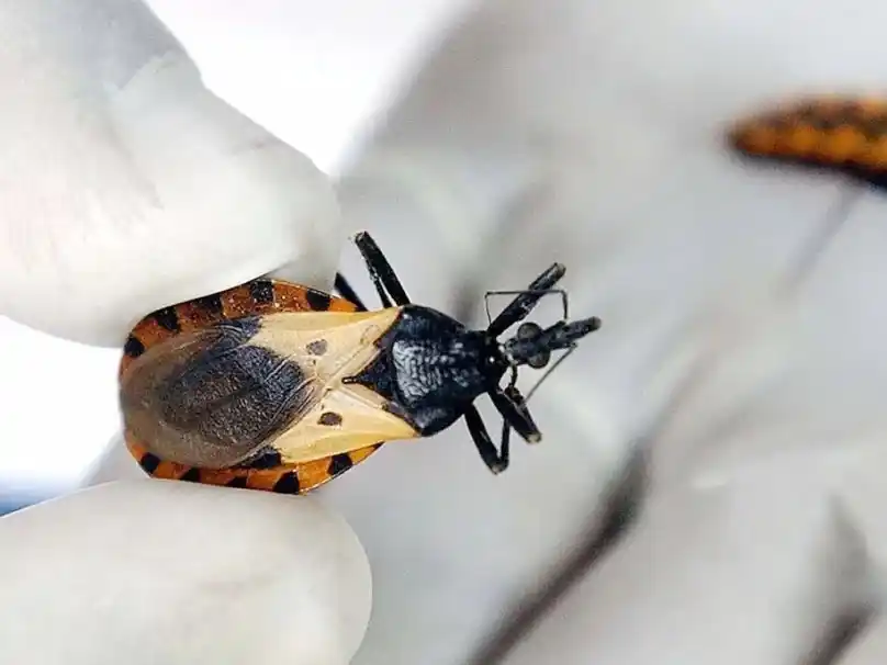 3 de cada 10 personas con la enfermedad de Chagas desarrollan síntomas: ¿qué es?