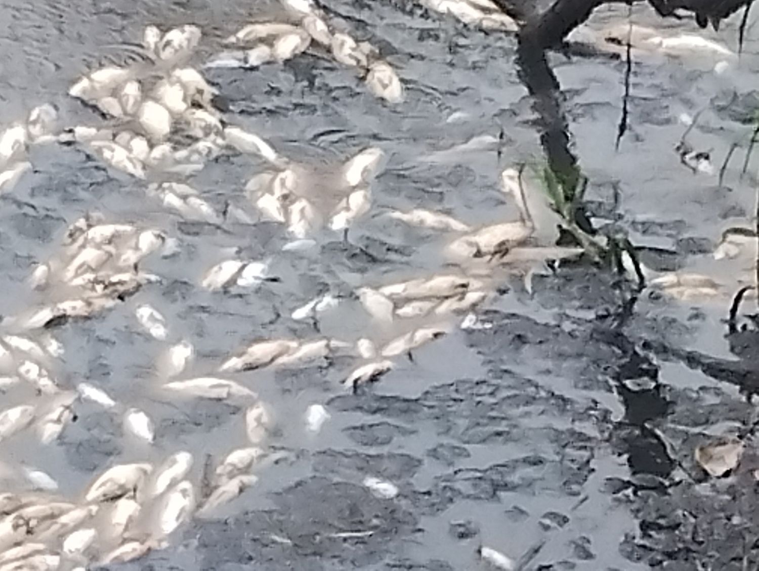 Preocupa la mortandad de peces en el arroyo El Rey