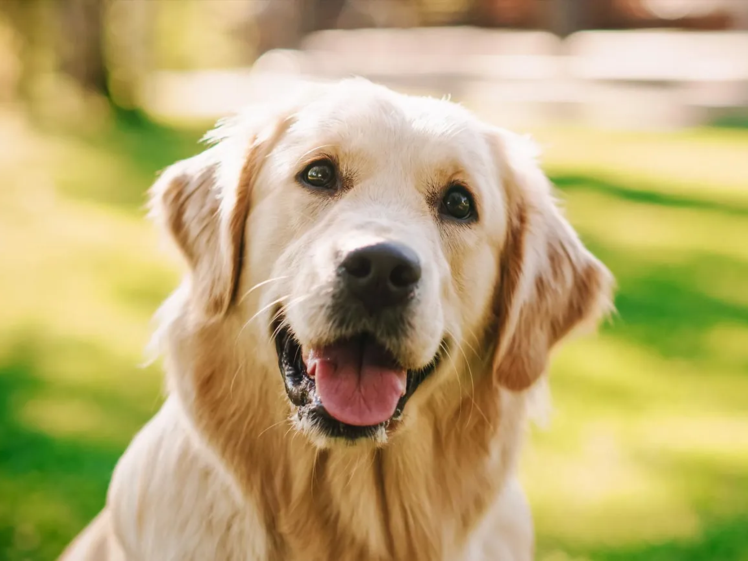 Día Mundial del Perro: por qué se celebra hoy, 21 de julio