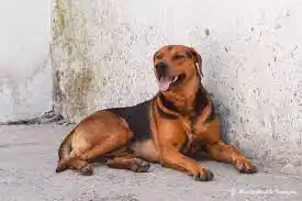 Desde Veterinaria y Zoonosis municipal instan a la tenencia responsable de perros