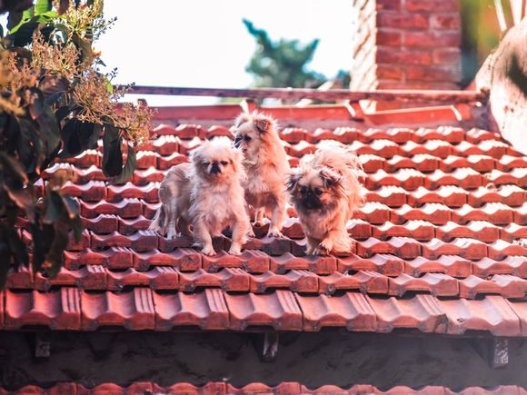 Rescataron a 18 perros que se encontraban en estado de abandono en dos viviendas