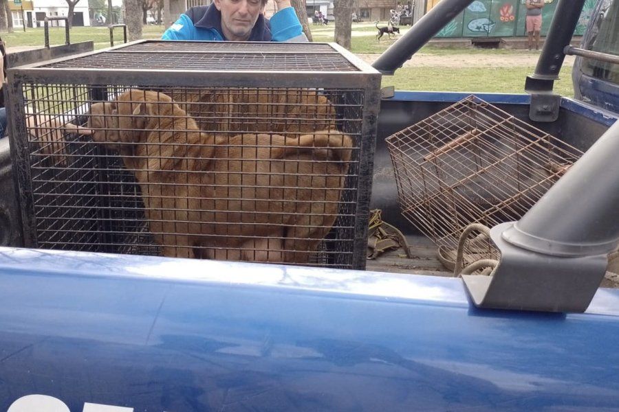 Rescataron 22 perros sin agua, alimento y en mal estado de salud: era un criadero de reventa en Rosario