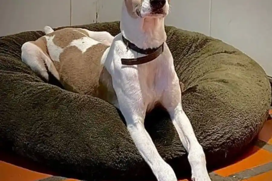 Gran Hermano 2023: a qué participante se apegó Arturo, el perro que entró a la casa