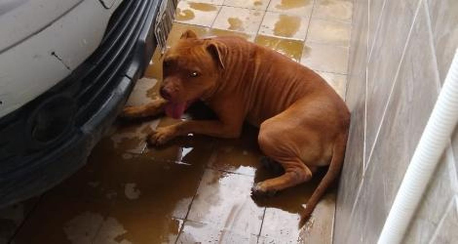 Encontraron esta mascota
