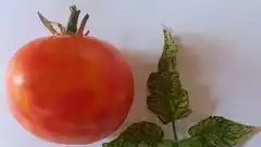 El Senasa confirma la presencia de virus rugoso del tomate en Luján